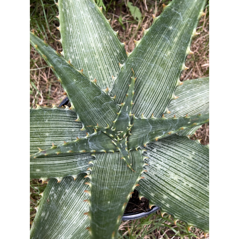 Aloe vogtsii