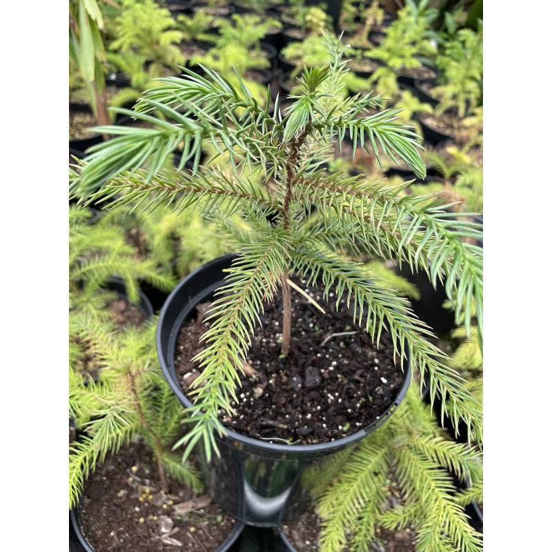 Araucaria luxurians