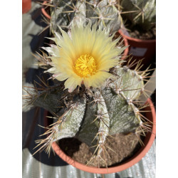 Astrophytum ornatum