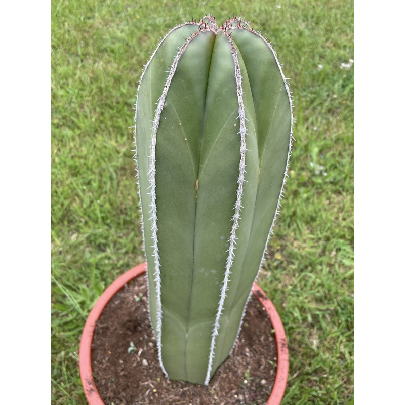 Pachycereus marginatus