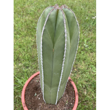 Pachycereus marginatus