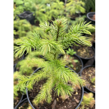 Araucaria bernieri