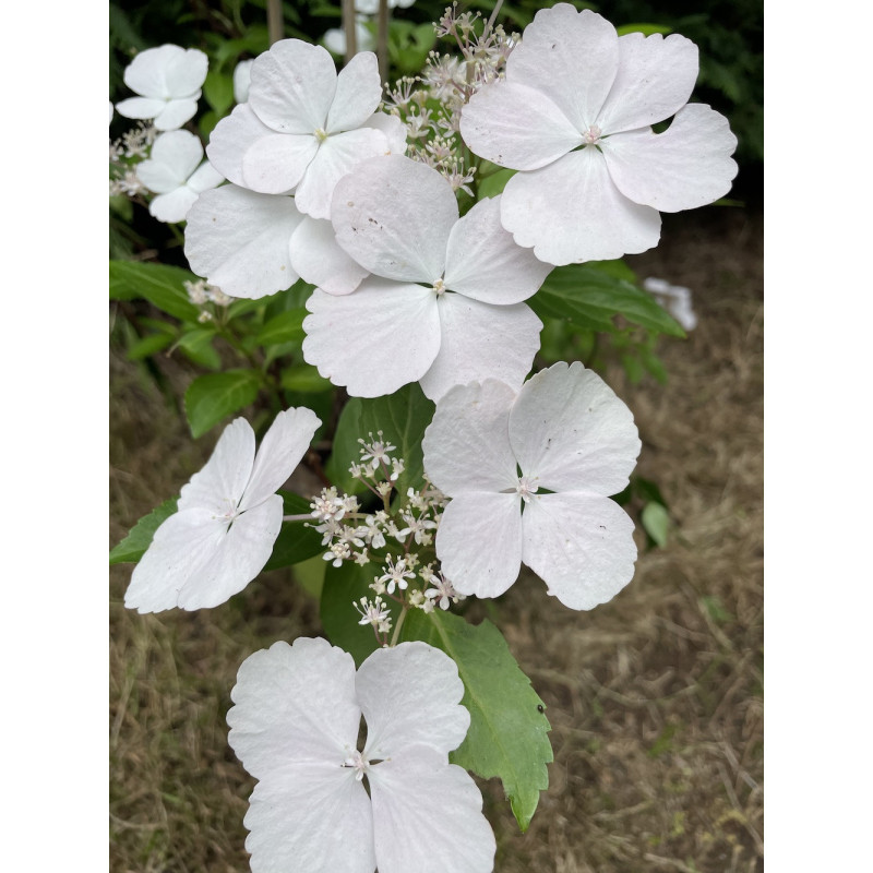 Hydrangea runaway bride®