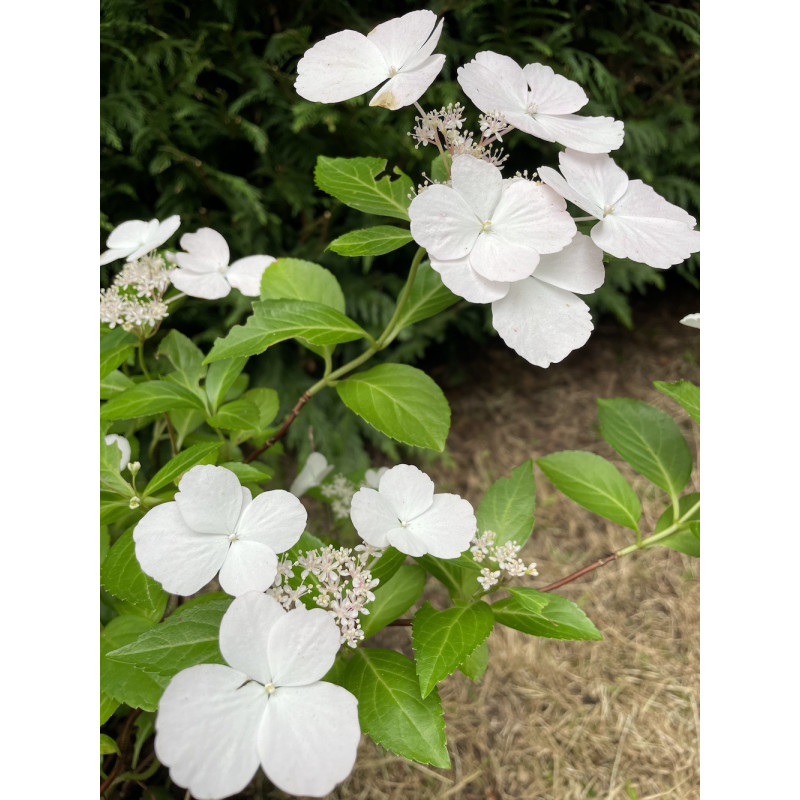 Hydrangea runaway bride® À l'ombre des figuiers