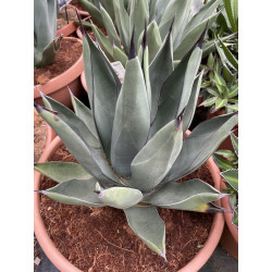 Agave sharkskin 20 l