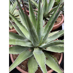 Agave montana