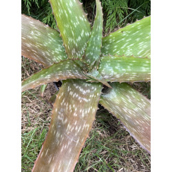 Aloe menyharthii
