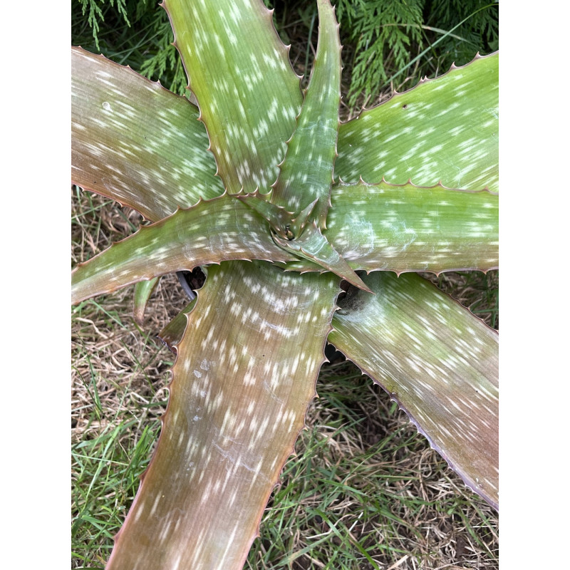 Aloe menyharthii