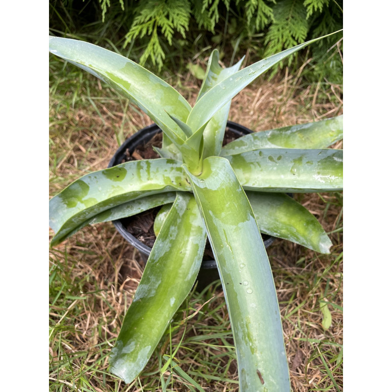 Agave octopus arm