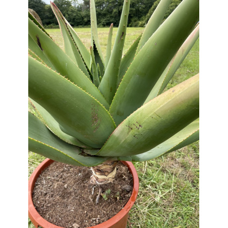 Aloe thraskii