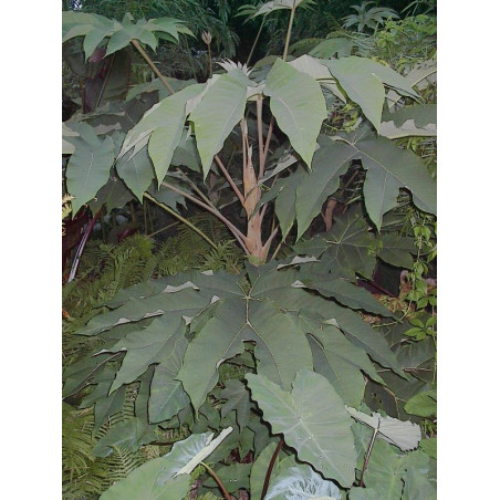 Tetrapanax papyrifera 'steroidal giant'