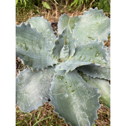 Agave Cameron blue