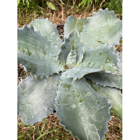 Agave Cameron blue