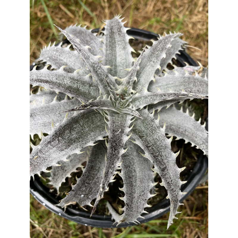 Dyckia Grand Marnier