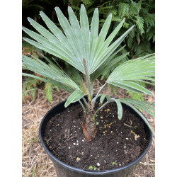 Trachycarpus princeps 4 l
