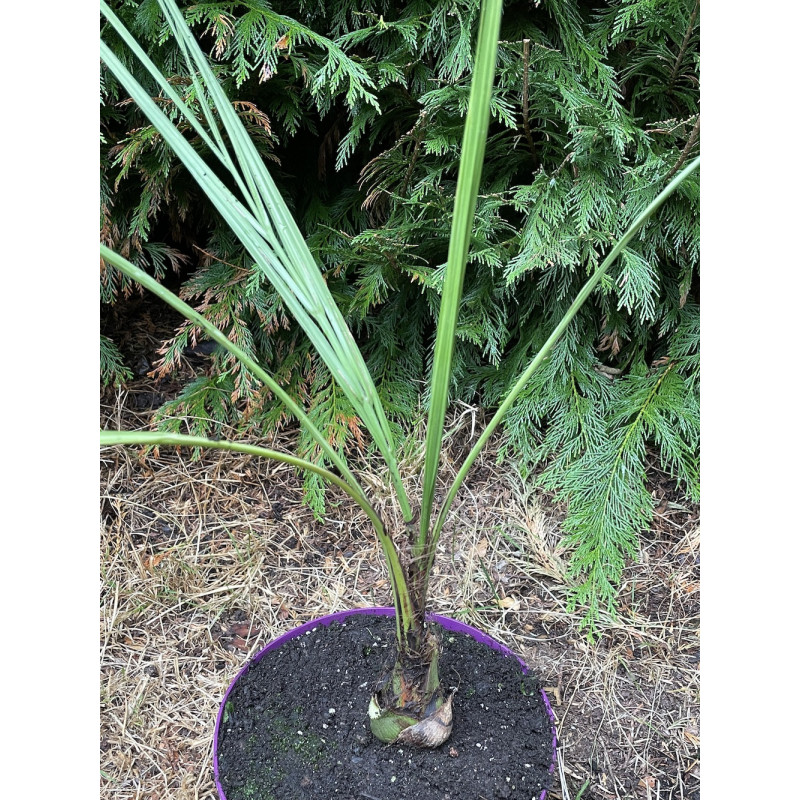 Butia archeri x paraguayensis