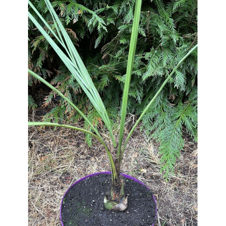 Butia archeri x paraguayensis