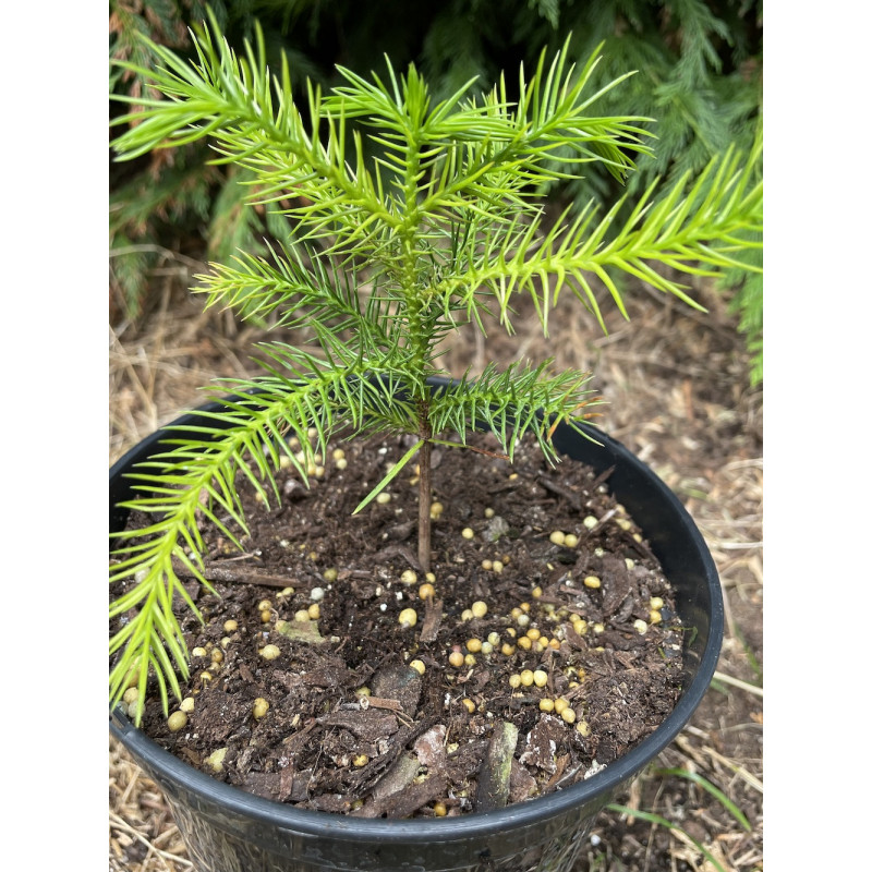 Araucaria rulei