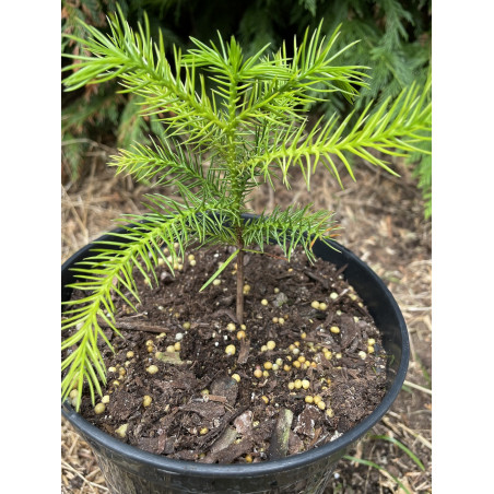 Araucaria rulei