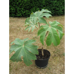 Tetrapanax papyrifera 'steroidal giant'