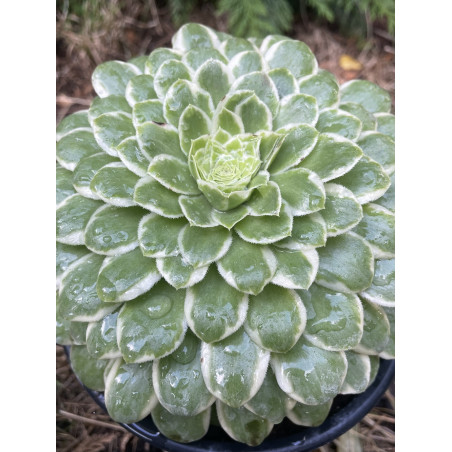 Aeonium tabuliforme variegata