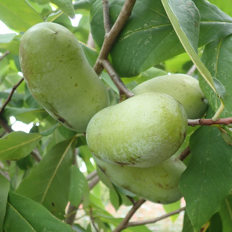 Asimina triloba Kentucky champion