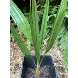 Trachycarpus nanus x nova