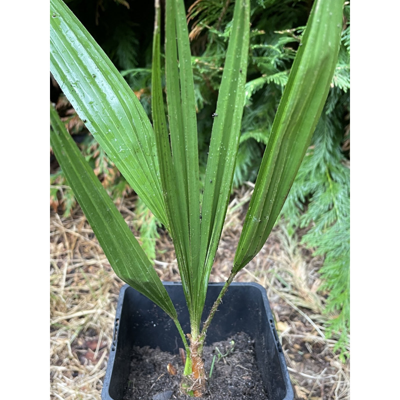 Trachycarpus nanus x nova