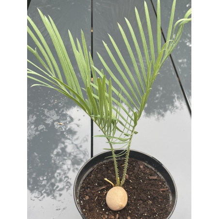 Cycas thouarsii x cupida F1