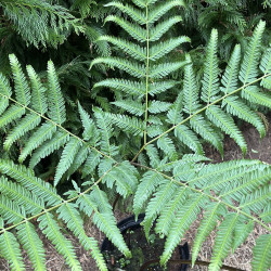 Pteris wallichiana