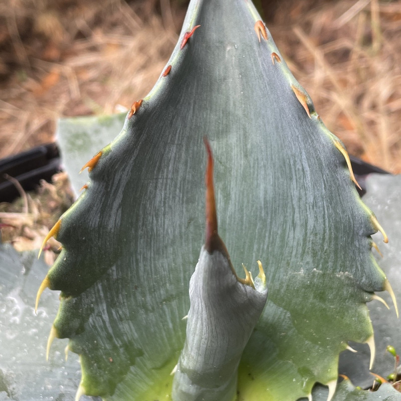 Agave durangensis