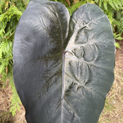 Colocasia painted black gecko®