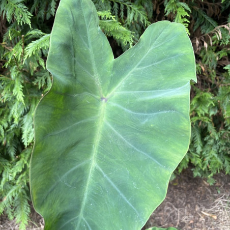 Colocasia metallica