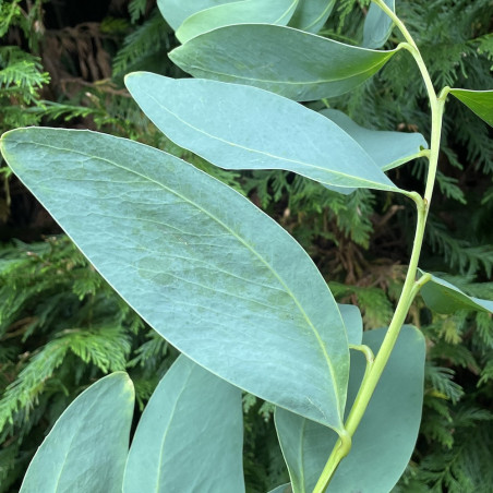 Acacia obliquinervia