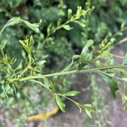 Acacia acinacea