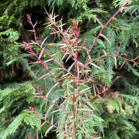 Acacia siculiformis