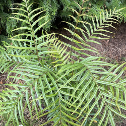 Pteris vittata