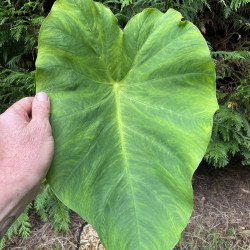 Colocasia Jack's giant