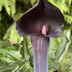 Arisaema serratum var. mayebarae