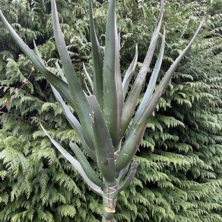 Aloe barberae