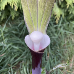 Arisaema sikokianum