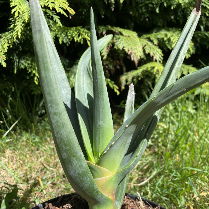 Aloe Hercules