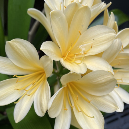 Clivia miniata citrina