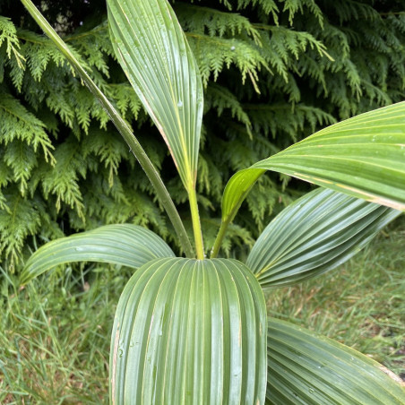 Pritchardia blue moon