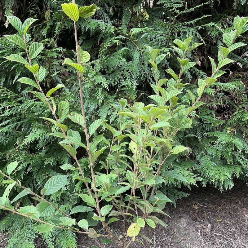 Prunus tomentosa snovit