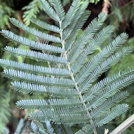 Acacia parramattensis