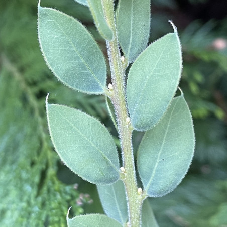 Acacia uncinata