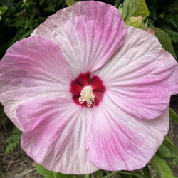 Hibiscus luna pink swirl