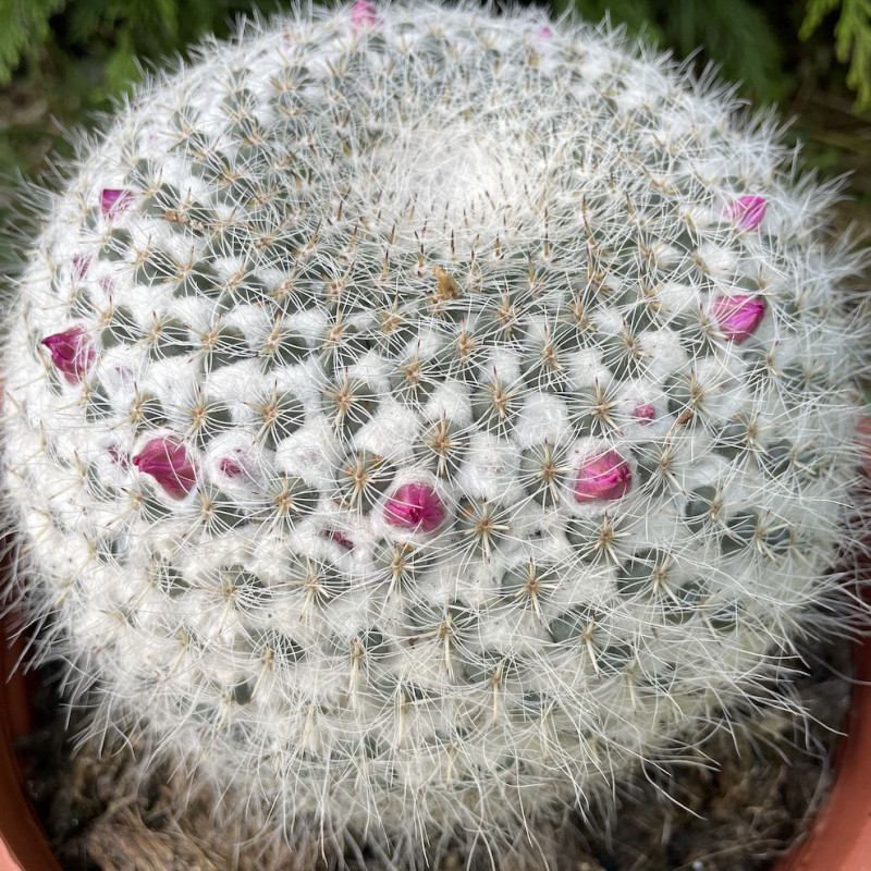 Mammillaria hahniana