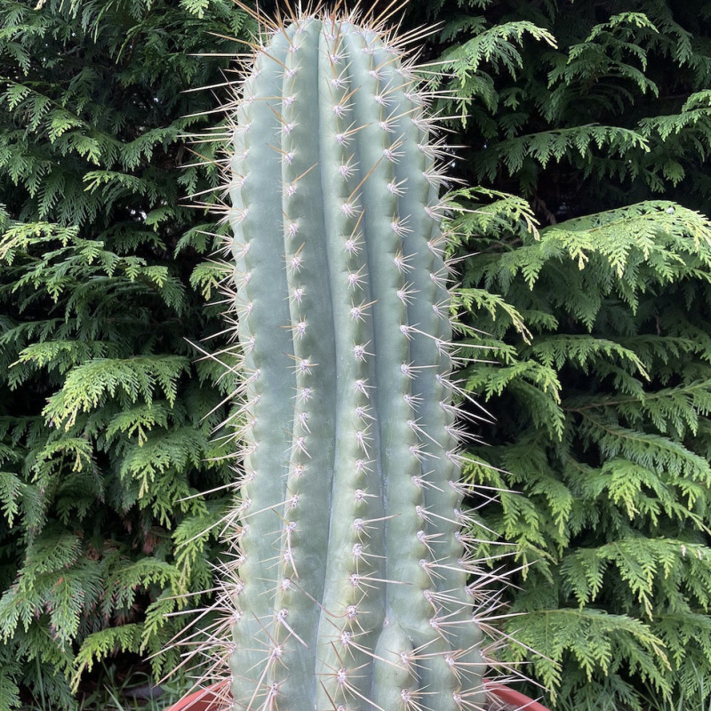 Trichocereus bertramianus